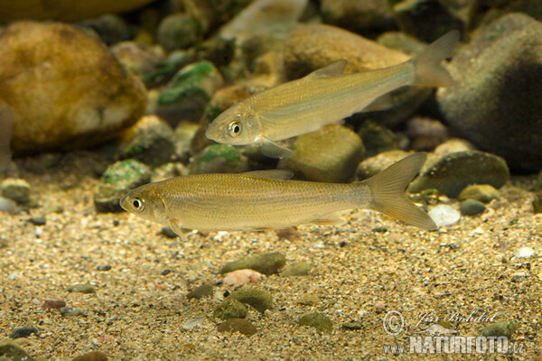 Common Nase (Chondrostoma nasus)