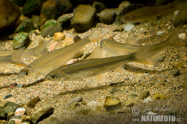 Common Nase (Chondrostoma nasus)