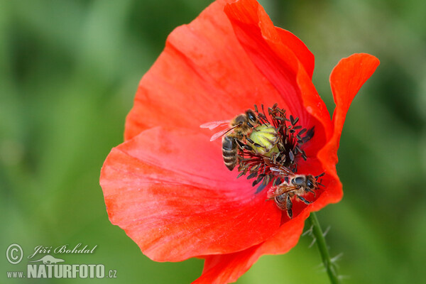 Common Poppy (Papaver rhoeas)