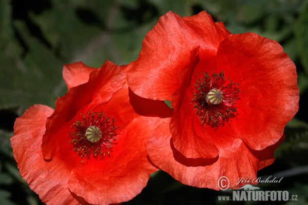 Common Poppy (Papaver rhoeas)