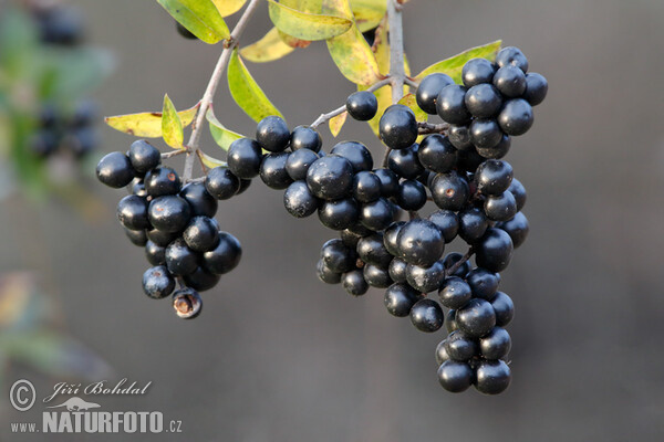 Common Privet (Ligustrum vulgare)