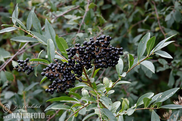 Common Privet (Ligustrum vulgare)