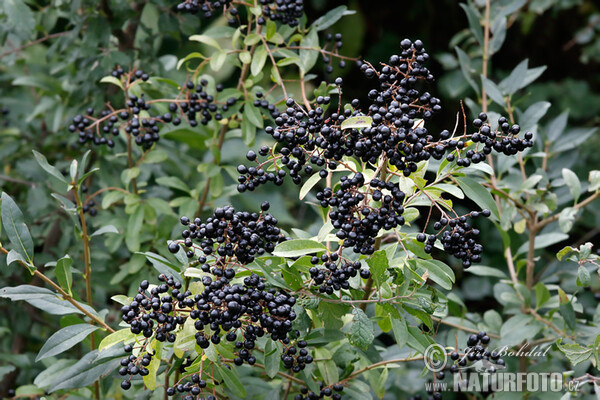 Common Privet (Ligustrum vulgare)