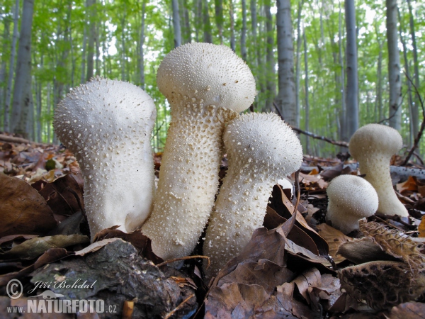 Common Puffball Mushroom (Lycoperdon perlatum)