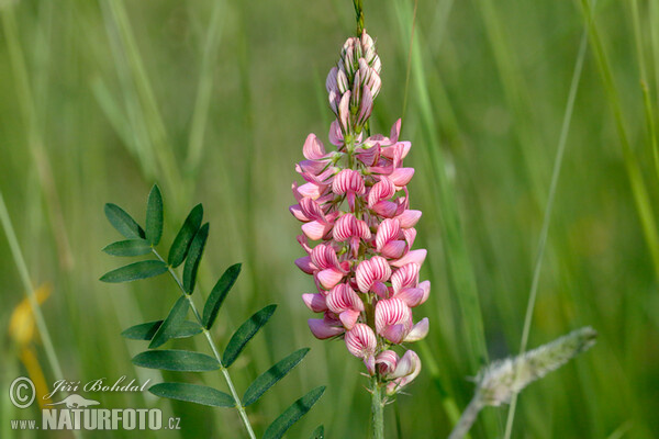 Common Sainfoin (Onobrychis viciifolia)