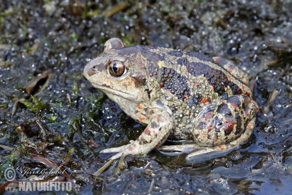 Common Spadefoot (Pelobates fuscus)
