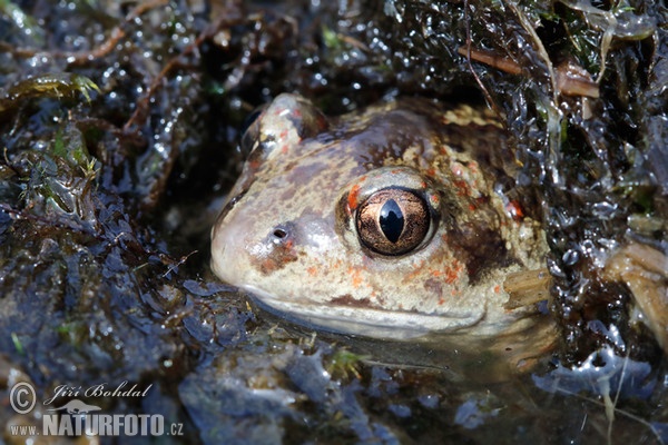 Common Spadefoot (Pelobates fuscus)