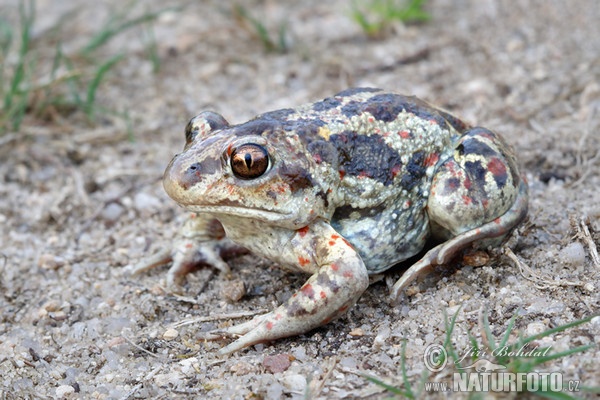 Common Spadefoot (Pelobates fuscus)