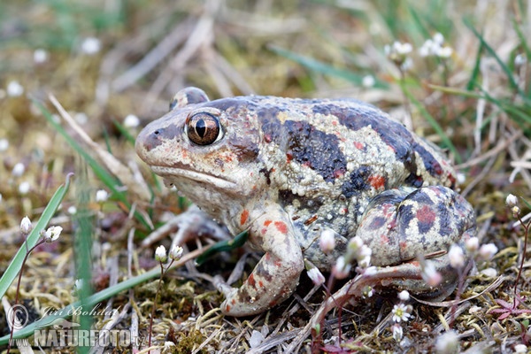 Common Spadefoot (Pelobates fuscus)