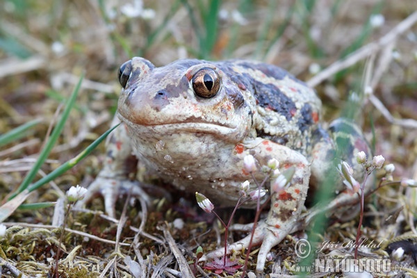 Common Spadefoot (Pelobates fuscus)