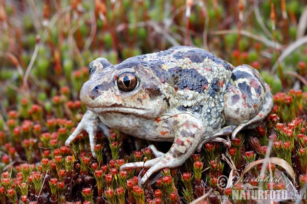 Common Spadefoot (Pelobates fuscus)