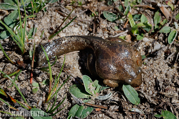 Common Spadefoot (Pelobates fuscus)
