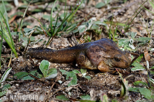 Common Spadefoot (Pelobates fuscus)