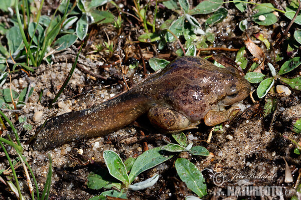 Common Spadefoot (Pelobates fuscus)