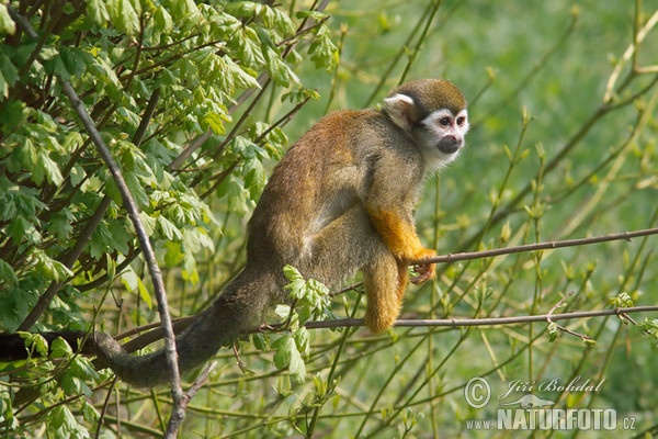 Common Squirrel Monkey (Saimiri sciureus)