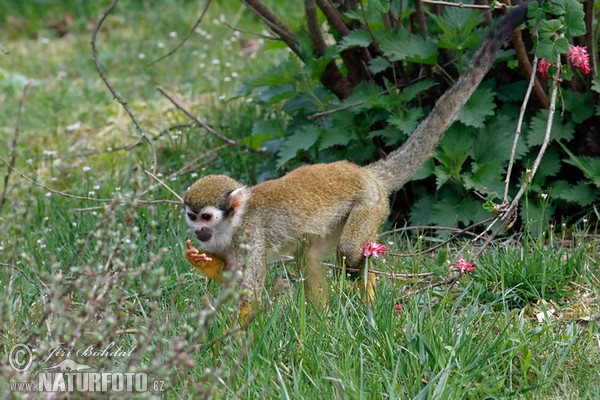 Common Squirrel Monkey (Saimiri sciureus)