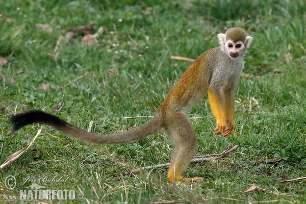 Common Squirrel Monkey (Saimiri sciureus)