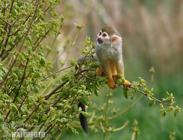 Common Squirrel Monkey (Saimiri sciureus)