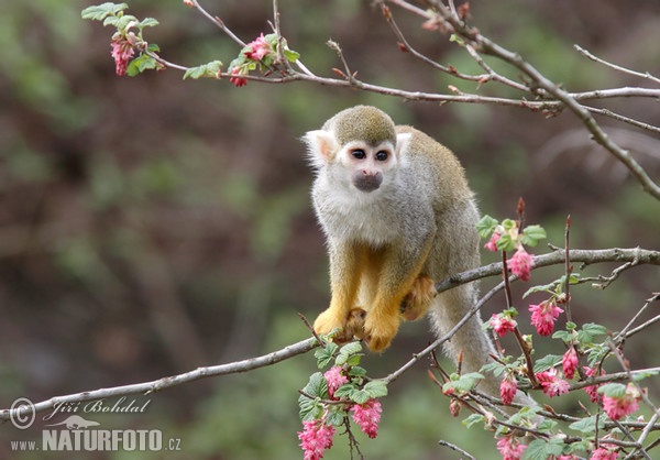 Common Squirrel Monkey (Saimiri sciureus)