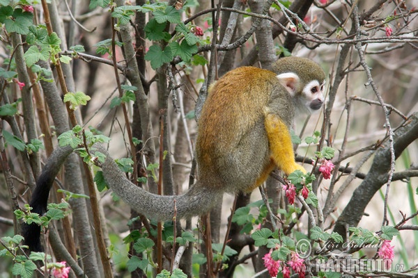 Common Squirrel Monkey (Saimiri sciureus)