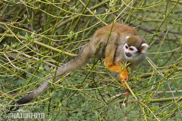 Common Squirrel Monkey (Saimiri sciureus)