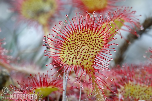 Common Sundev (Drosera rotundifolia)