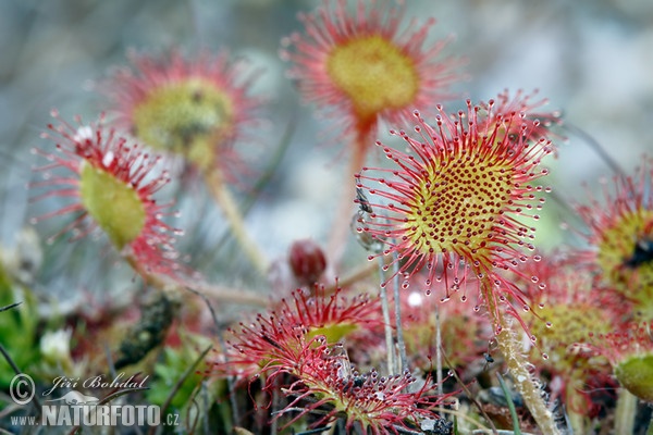 Common Sundev (Drosera rotundifolia)