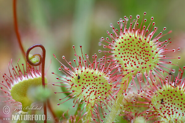 Common Sundev (Drosera rotundifolia)