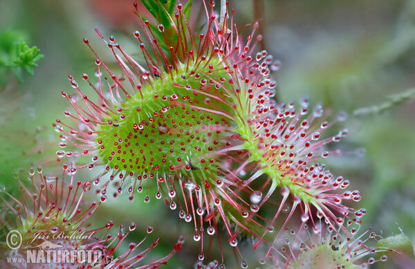 Common Sundev (Drosera rotundifolia)