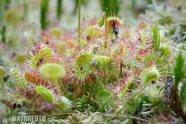 Common Sundev (Drosera rotundifolia)