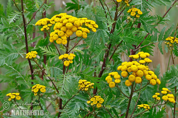Common Tansy (Tanacetum vulgare)
