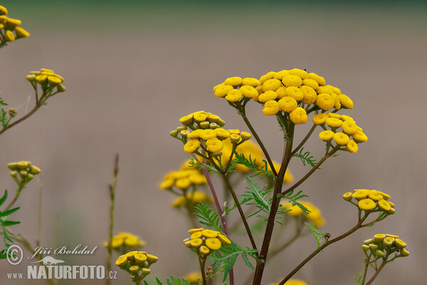 Common Tansy (Tanacetum vulgare)