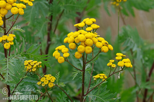 Common Tansy (Tanacetum vulgare)