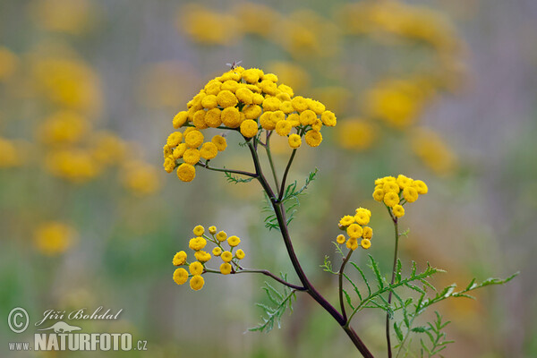 Common Tansy (Tanacetum vulgare)