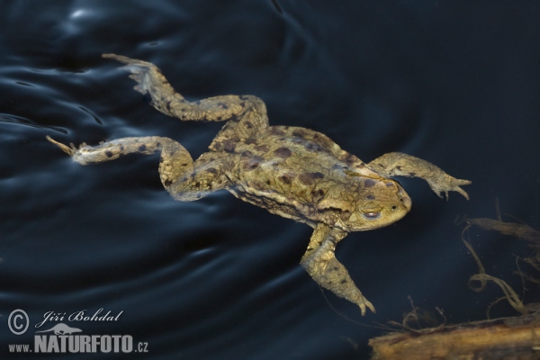 Common Toad (Bufo bufo)