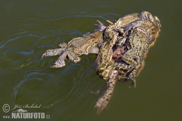 Common Toad (Bufo bufo)