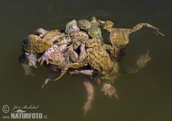 Common Toad (Bufo bufo)