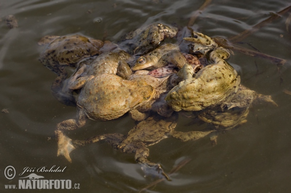 Common Toad (Bufo bufo)