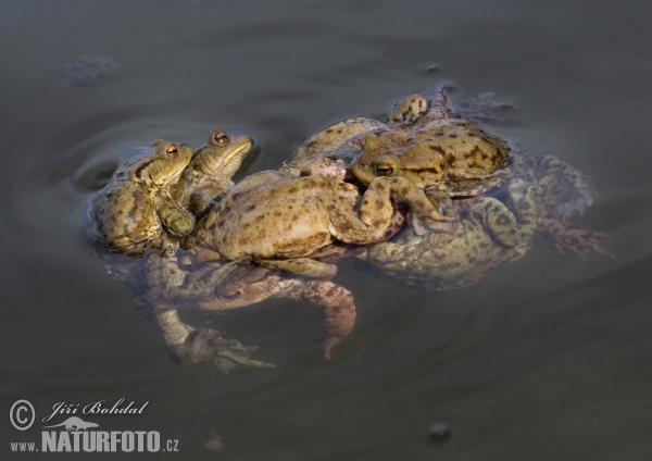 Common Toad (Bufo bufo)