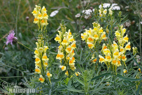 Common Toadflax (Linaria vulgaris)