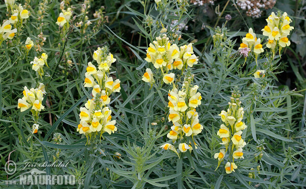 Common Toadflax (Linaria vulgaris)