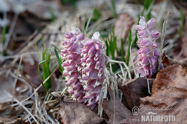 Common Toothwort (Lathraea squamaria)