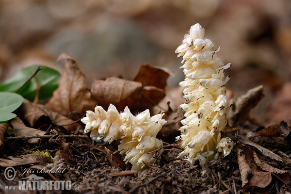 Common Toothwort (Lathraea squamaria)