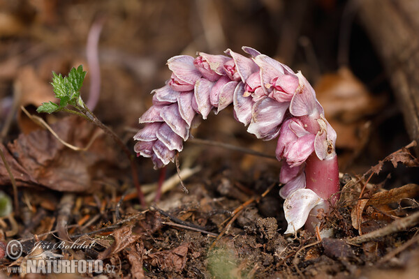 Common Toothwort (Lathraea squamaria)