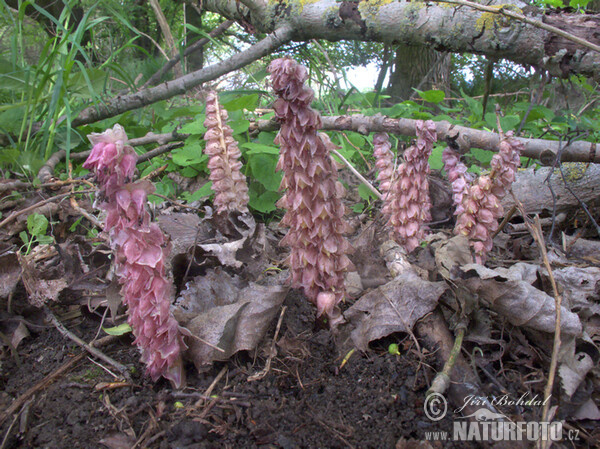 Common Toothwort (Lathraea squamaria)