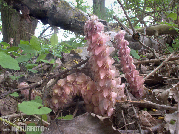 Common Toothwort (Lathraea squamaria)