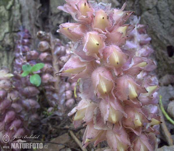 Common Toothwort (Lathraea squamaria)