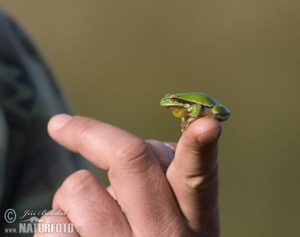 Common Tree Frog (Hyla arborea)