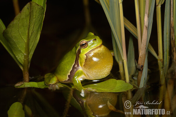 Common Tree Frog (Hyla arborea)