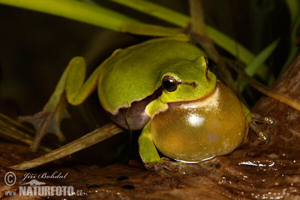 Common Tree Frog (Hyla arborea)